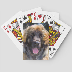 USA Kalifornien. Porträtt av Leonberger sitta Spel Kort
