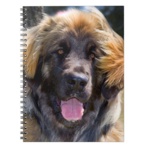USA, Kalifornien. Porträtt av Leonberger sittande Anteckningsbok Med Spiral
