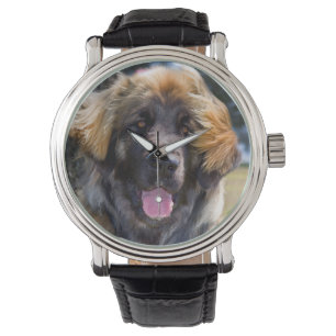 USA, Kalifornien. Porträtt av Leonberger sittande Armbandsur