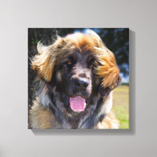 USA, Kalifornien. Porträtt av Leonberger sittande Canvastryck