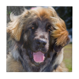 USA, Kalifornien. Porträtt av Leonberger sittande Kakelplatta