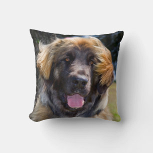 USA, Kalifornien. Porträtt av Leonberger sittande Kudde