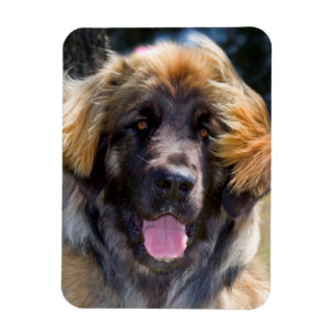 USA, Kalifornien. Porträtt av Leonberger sittande Magnet