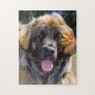 USA, Kalifornien. Porträtt av Leonberger sittande Pussel