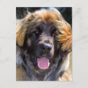 USA, Kalifornien. Porträtt av Leonberger sittande Vykort