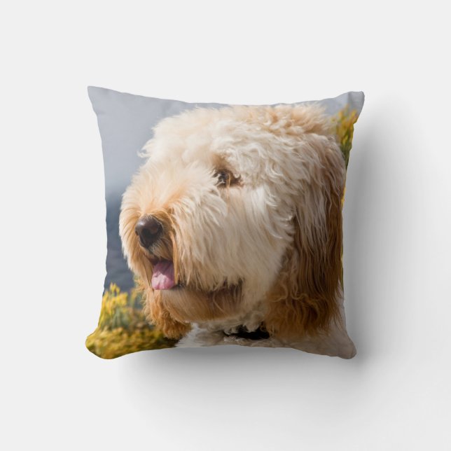 USA, Kalifornien. Porträtt i Labradoodle 3 Kudde (Framsida)
