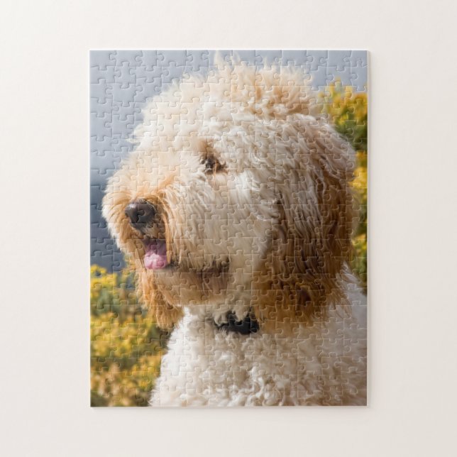 USA, Kalifornien. Porträtt i Labradoodle 3 Pussel (Vertikal)