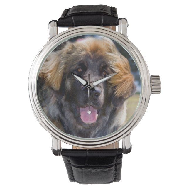 USA, Kalifornien. Porträtt i Leonberger Sitta Armbandsur (Framsida)
