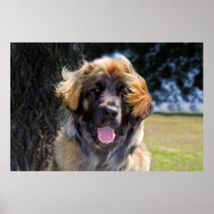 USA, Kalifornien. Porträtt i Leonberger Sitta Poster