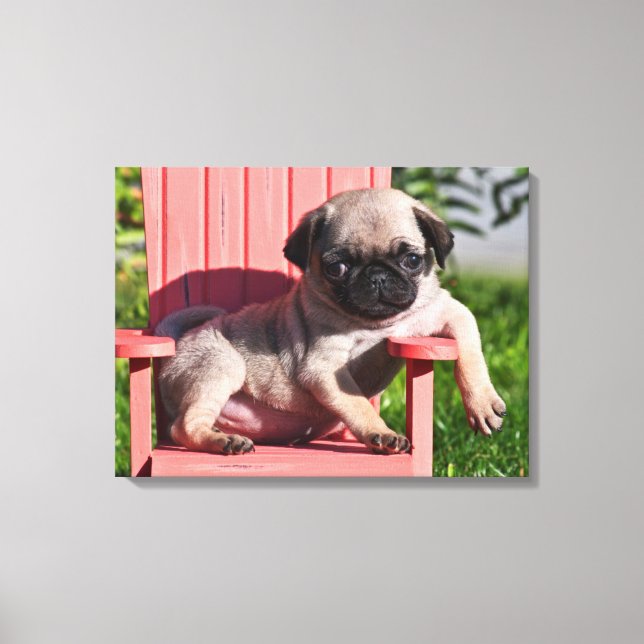 USA, Kalifornien. Pug Puppy Slouching Canvastryck (Framsida)