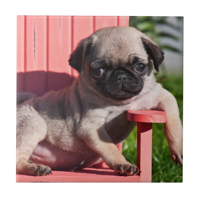 USA, Kalifornien. Pug Puppy Slouching Kakelplatta (Framsidan)