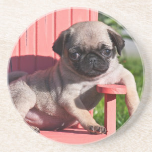 USA, Kalifornien. Pug-valp hänger Underlägg Sandsten