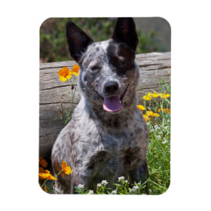 USA, Kalifornien. Queensland Healer Sitta 2 Magnet