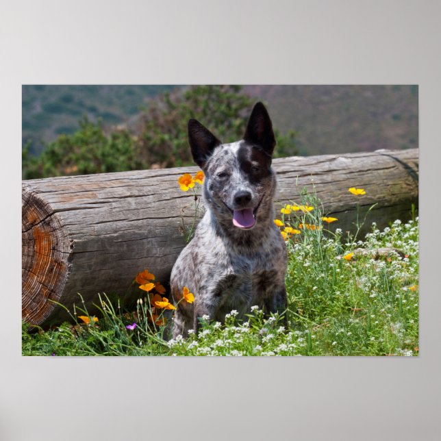 USA, Kalifornien. Queensland Healer Sitta 2 Poster (Framsidan)