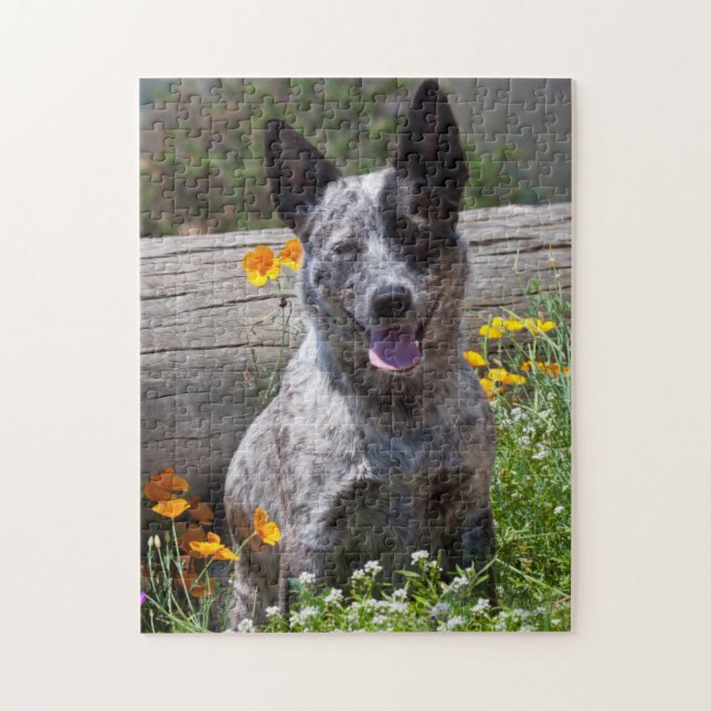 USA, Kalifornien. Queensland Healer Sitta 2 Pussel (Vertikal)