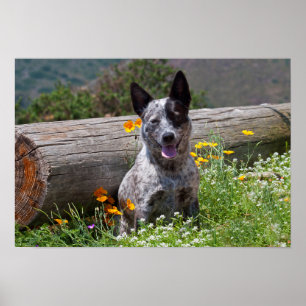 USA, Kalifornien. Queensland Healer sittande 2 Poster