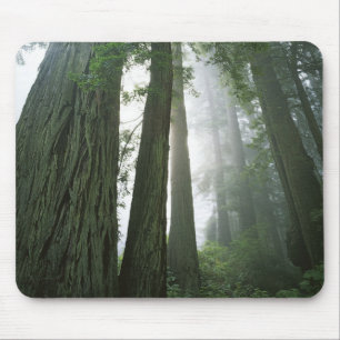 USA, Kalifornien, Redwood National Park, 2 Musmatta