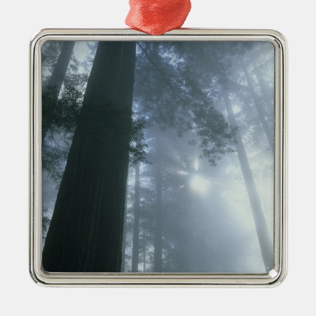 USA, Kalifornien, Redwood National Park, Del Julgransprydnad Metall (Framsidan)
