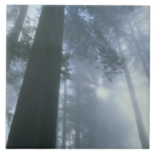 USA, Kalifornien, Redwood National Park, Del Kakelplatta
