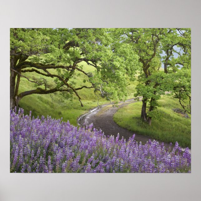 USA, Kalifornien, Redwood National Park. Dirt Poster (Framsidan)