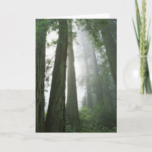 USA, Kalifornien, Redwood National Park. Kort