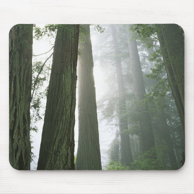 USA, Kalifornien, Redwood National Park. Musmatta (Framsidan)