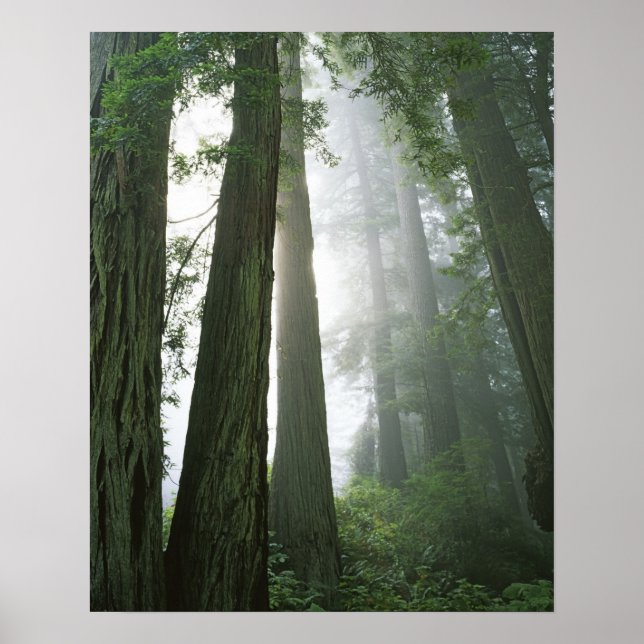 USA, Kalifornien, Redwood National Park Poster (Framsidan)