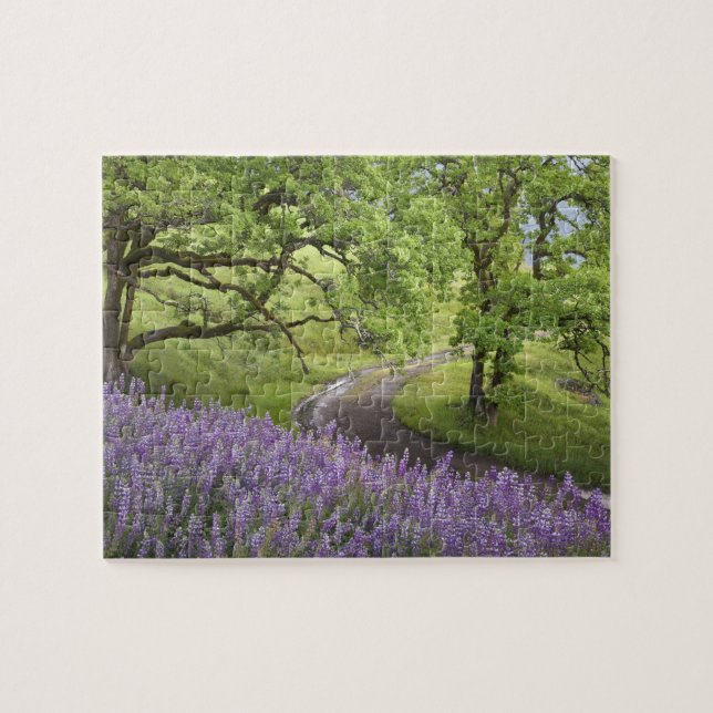 USA, Kalifornien, Redwood National Park. smutsa Pussel (Horisontell)