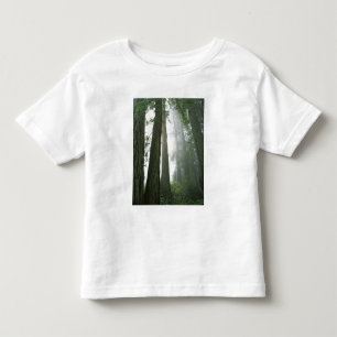 USA, Kalifornien, Redwood National Park, Tee Shirt