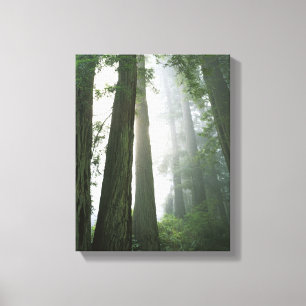 USA, Kalifornien, Redwood Nationalpark, 2 Canvastryck
