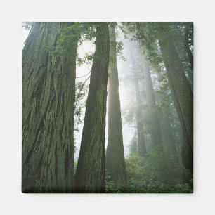 USA, Kalifornien, Redwood Nationalpark, 2 Magnet
