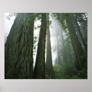 USA, Kalifornien, Redwood Nationalpark, 2 Poster