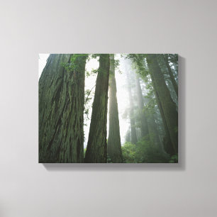 USA, Kalifornien, Redwood Nationalpark, Canvastryck