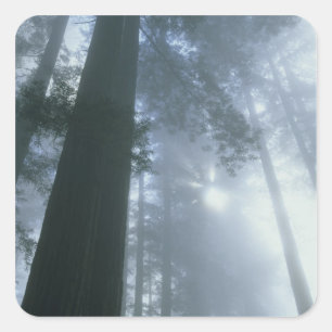 USA, Kalifornien, Redwood Nationalpark, Del Fyrkantigt Klistermärke
