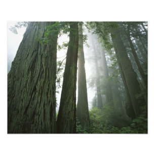 USA, Kalifornien, Redwood Nationalpark, Fototryck