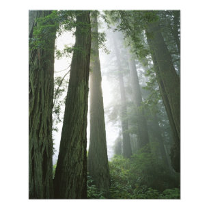 USA, Kalifornien, Redwood Nationalpark, Fototryck