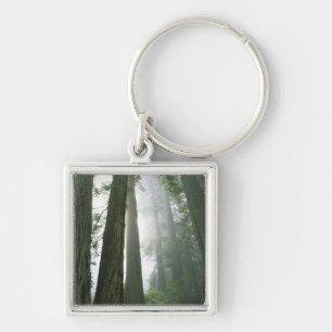 USA, Kalifornien, Redwood Nationalpark, Fyrkantig Silverfärgad Nyckelring