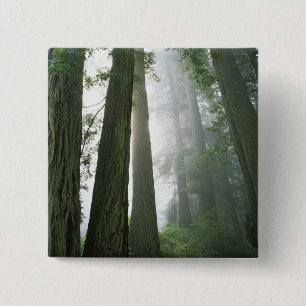 USA, Kalifornien, Redwood Nationalpark, Knapp