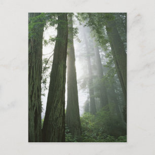 USA, Kalifornien, Redwood Nationalpark, Vykort