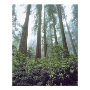 USA, Kalifornien, Redwood NP. Dimma filtrerar Fototryck
