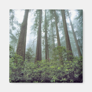 USA, Kalifornien, Redwood NP. Dimma filtrerar Magnet
