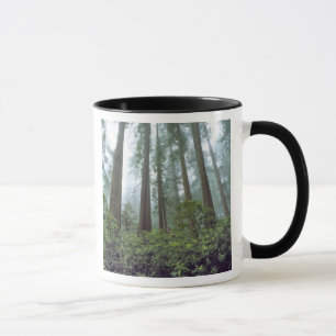 USA, Kalifornien, Redwood NP. Dimma filtrerar Mugg