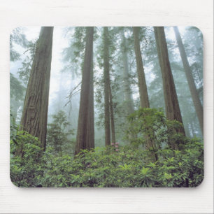 USA, Kalifornien, Redwood NP. Dimma filtrerar Musmatta
