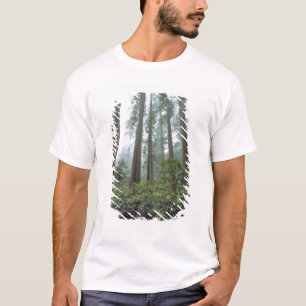 USA, Kalifornien, Redwood NP. Dimma filtrerar T-shirt