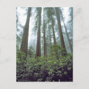 USA, Kalifornien, Redwood NP. Dimma filtrerar Vykort