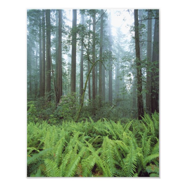 USA, Kalifornien, Redwood NP. Ferns och Fototryck (Framsidan)