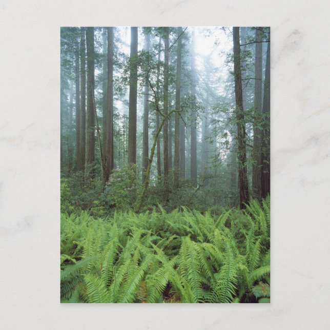 USA, Kalifornien, Redwood NP. Ferns och Vykort (Framsida)