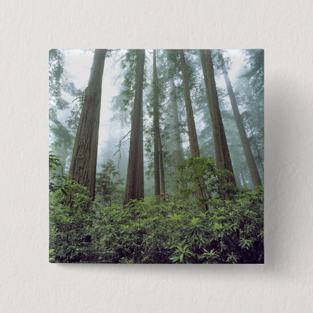 USA, Kalifornien, Redwood NP. Fog filtrerar Knapp (Framsida)