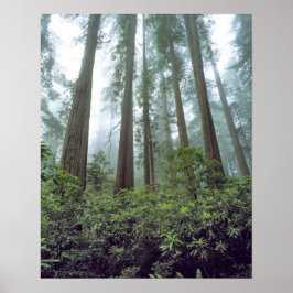 USA, Kalifornien, Redwood NP. Fog filtrerar Poster