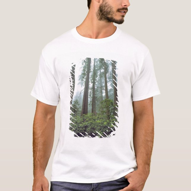USA, Kalifornien, Redwood NP. Fog filtrerar T-shirt (Framsida)